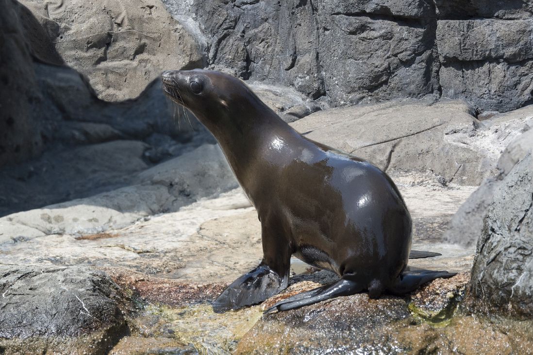 Sea lion at Prospect Park Zoo<br/>